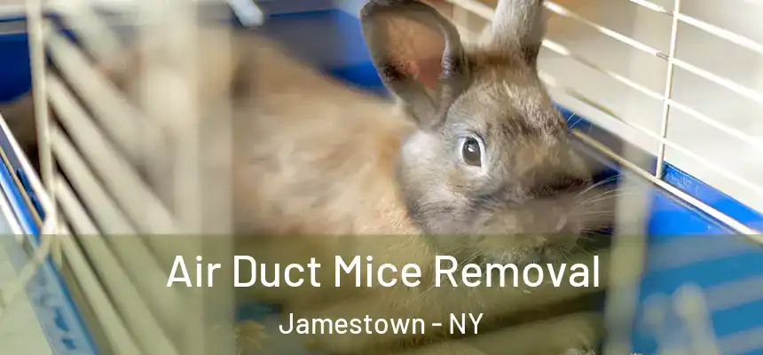 Air Duct Mice Removal Jamestown - NY